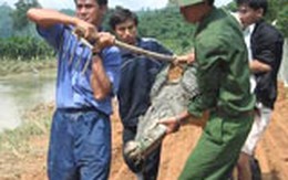 Thu hồi được 190 cá sấu sổng chuồng